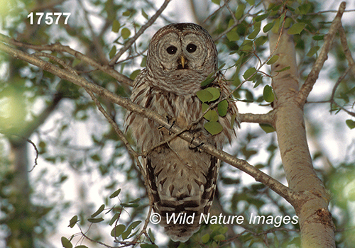 Barred Owl (Strix varia)